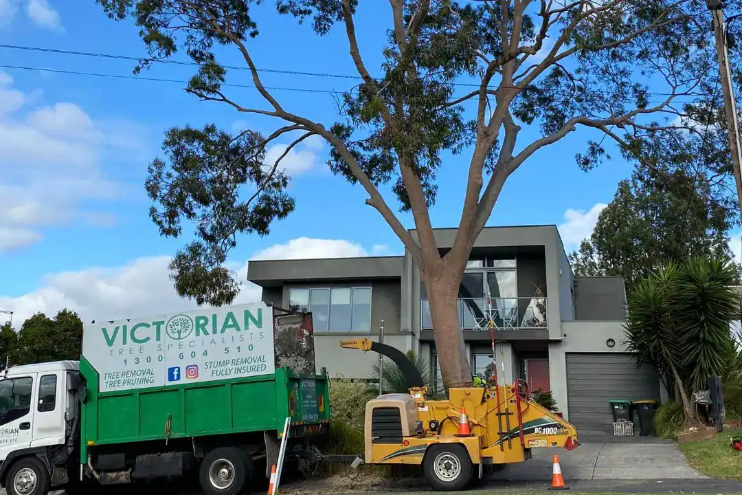 Tree Removal Clayton