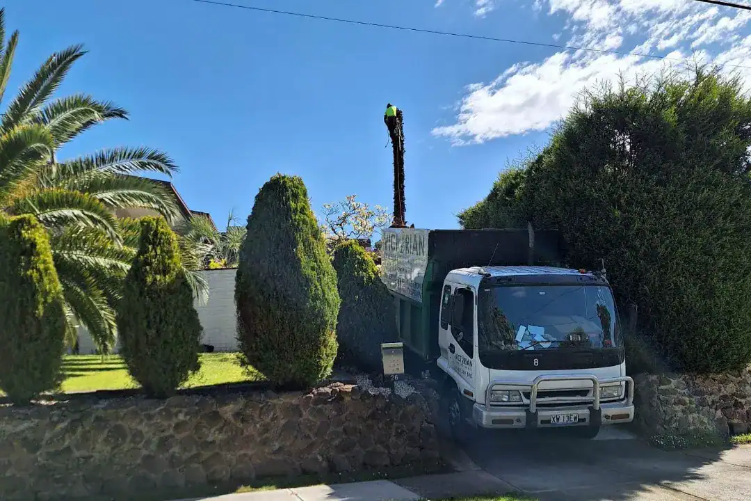 Tree Removal Clayton