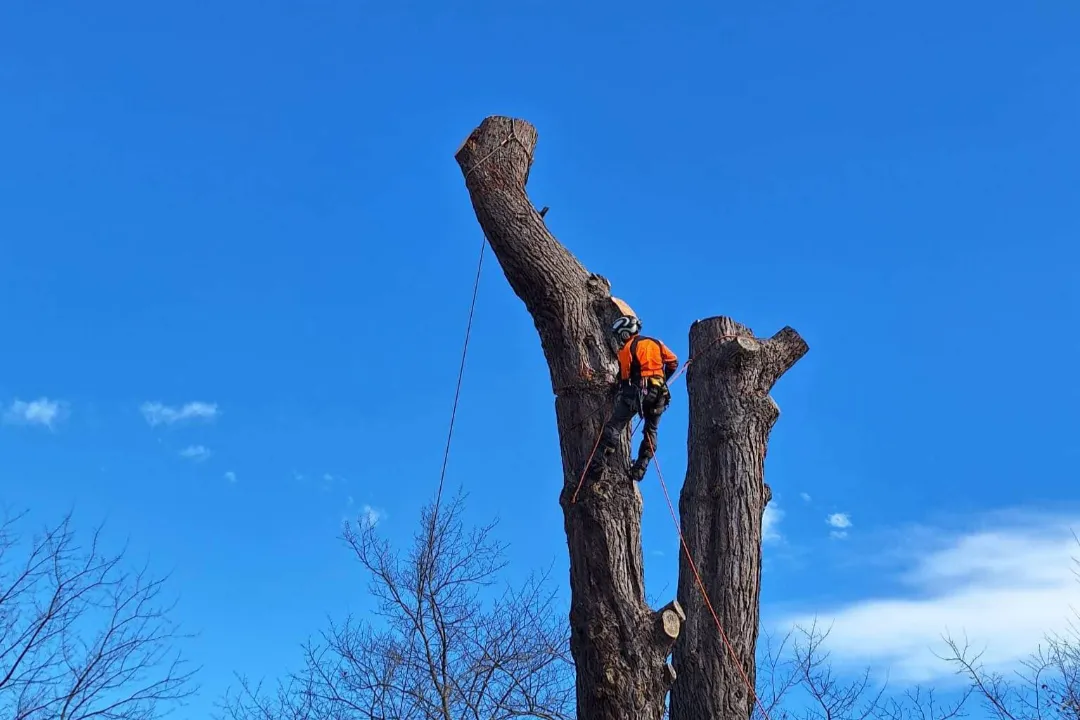 Tree Removal Doncaster 3 Tree Removal Doncaster