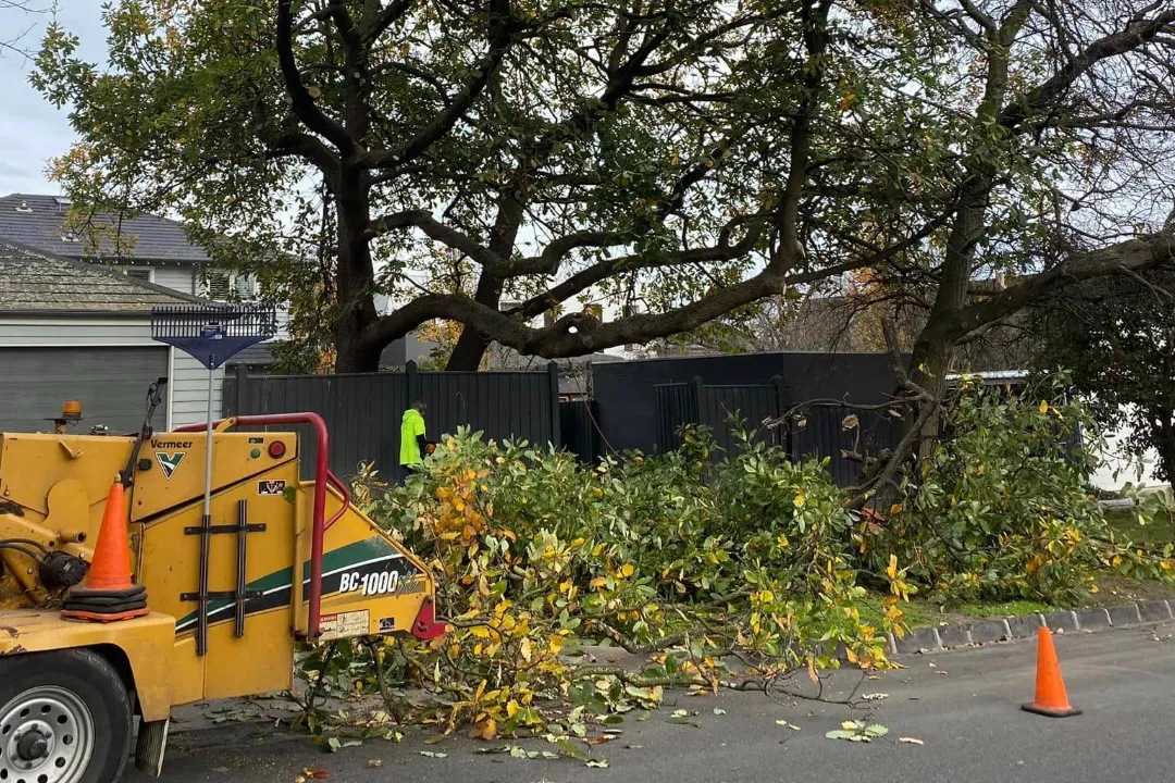 Tree Removal Doncaster 2 Tree Removal Doncaster