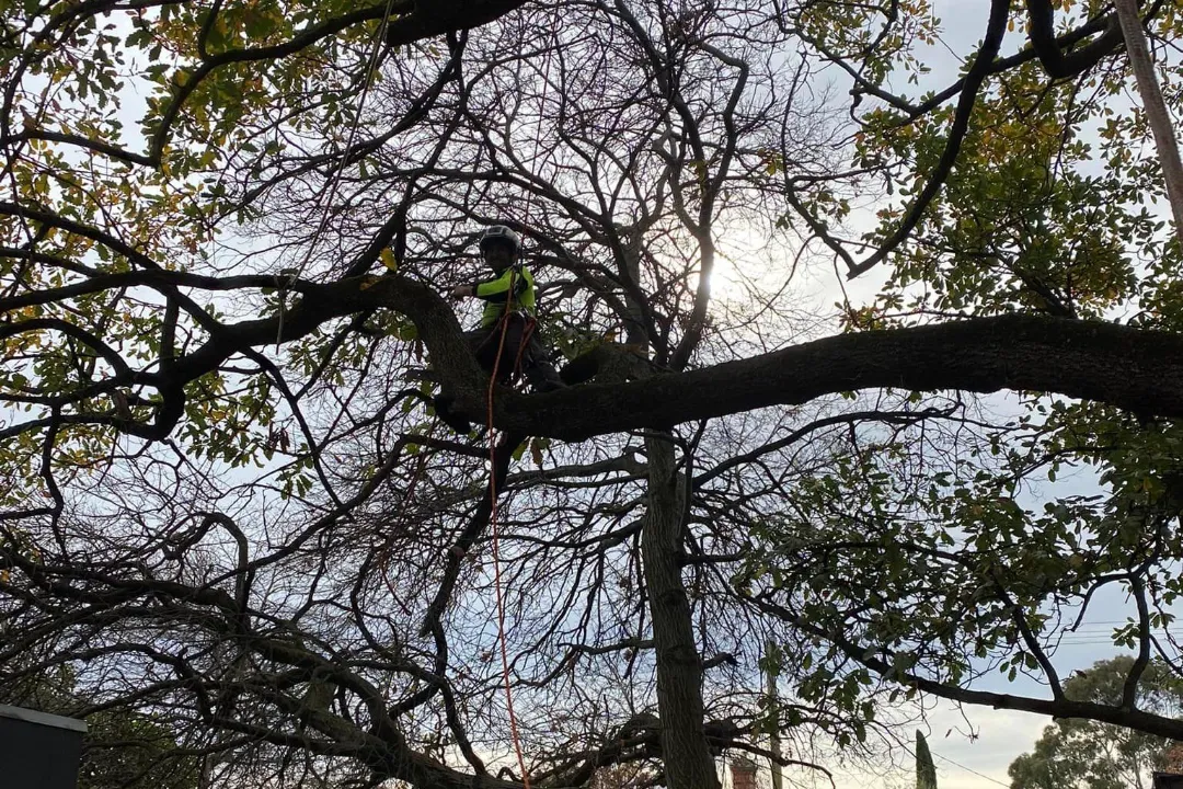 Tree Removal Doncaster 1 Tree Removal Doncaster