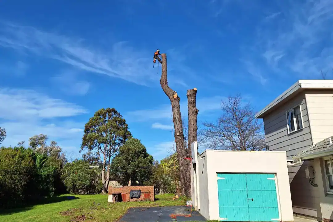 Tree Removal Glen Iris