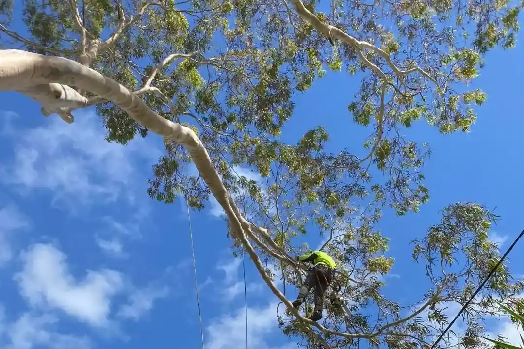 Tree Removal Donvale 1 Tree Removal Donvale