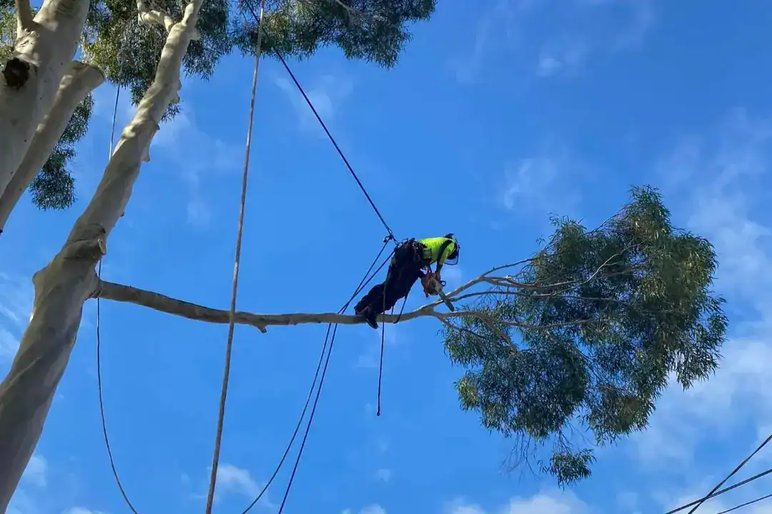 Tree Removal Forest Hill