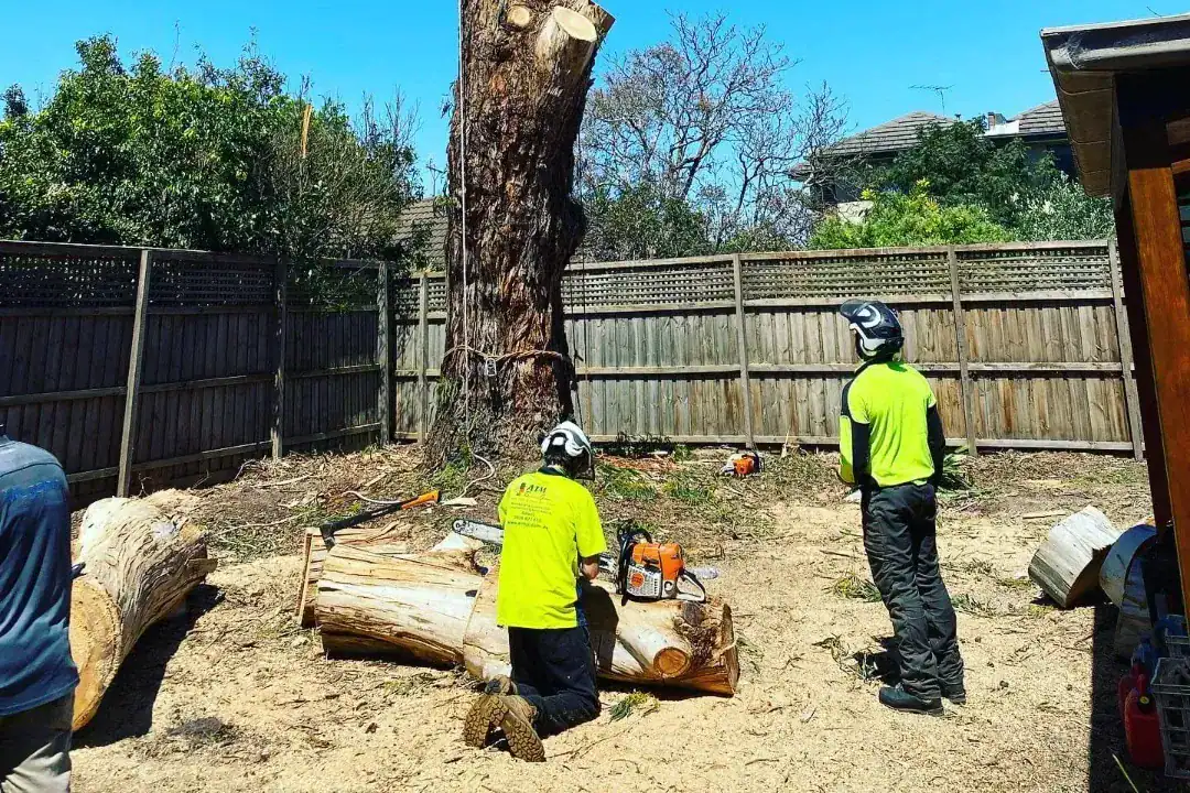 Tree Removal Forest Hill