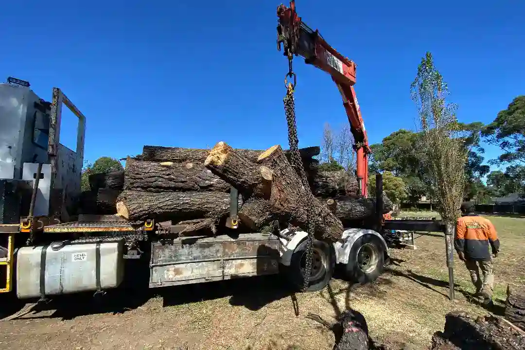 Tree Removal Malvern
