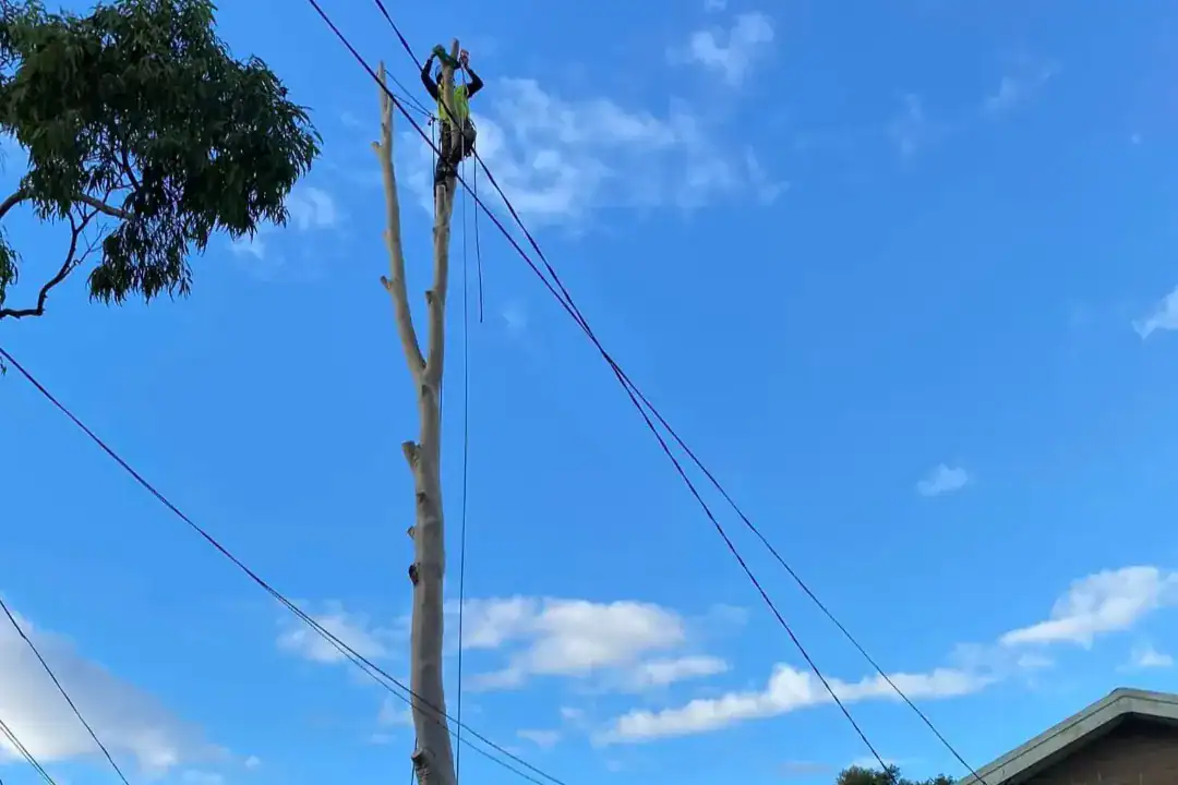 Tree Removal Mitcham
