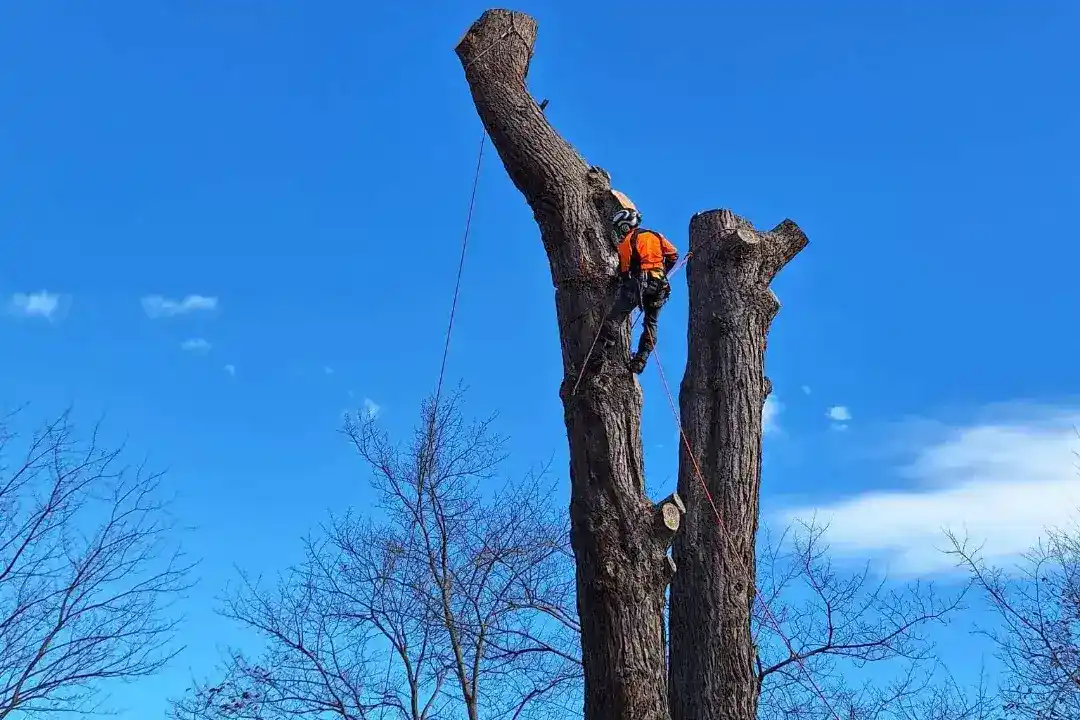 Tree Removal Mitcham