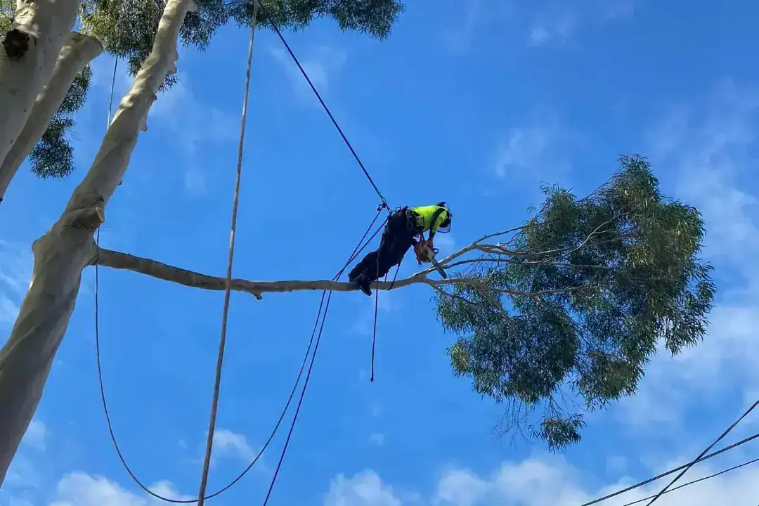 Tree Removal Mitcham