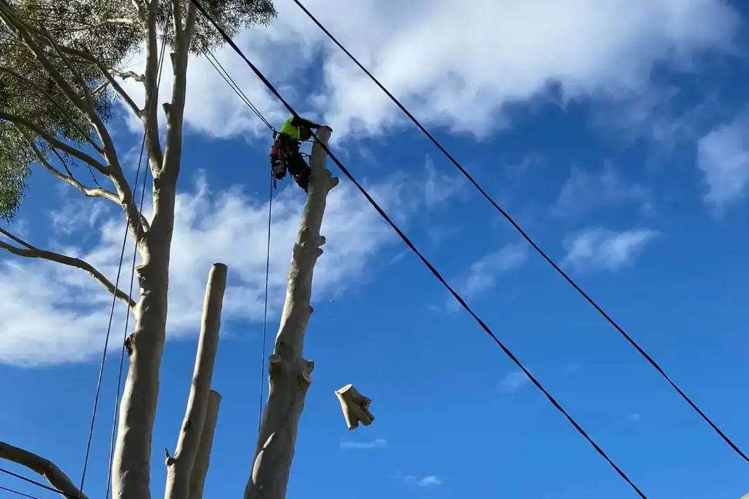 Tree Removal Mitcham