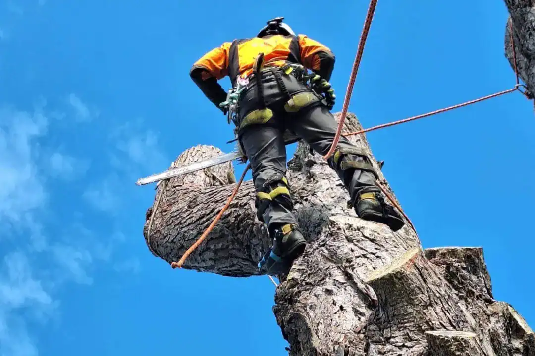 Melbourne Tree Removal