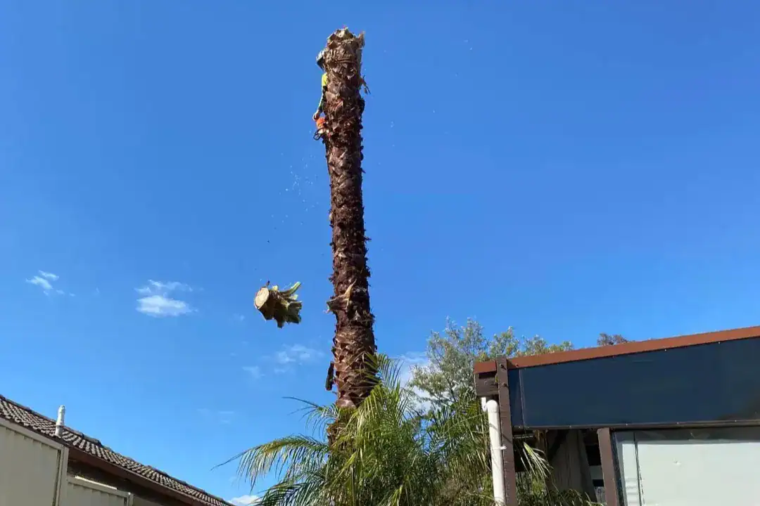 Melbourne Tree Removal