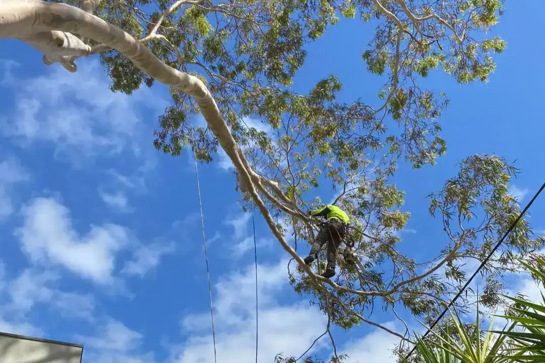 Melbourne Tree Removal