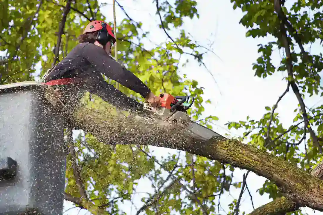 Emergency Tree Removal Melbourne