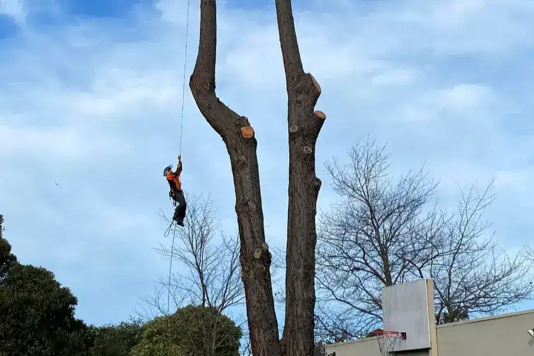 Tree Pruning Melbourne 2