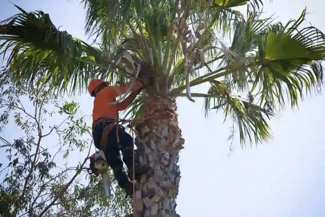 Tree Pruning Melbourne