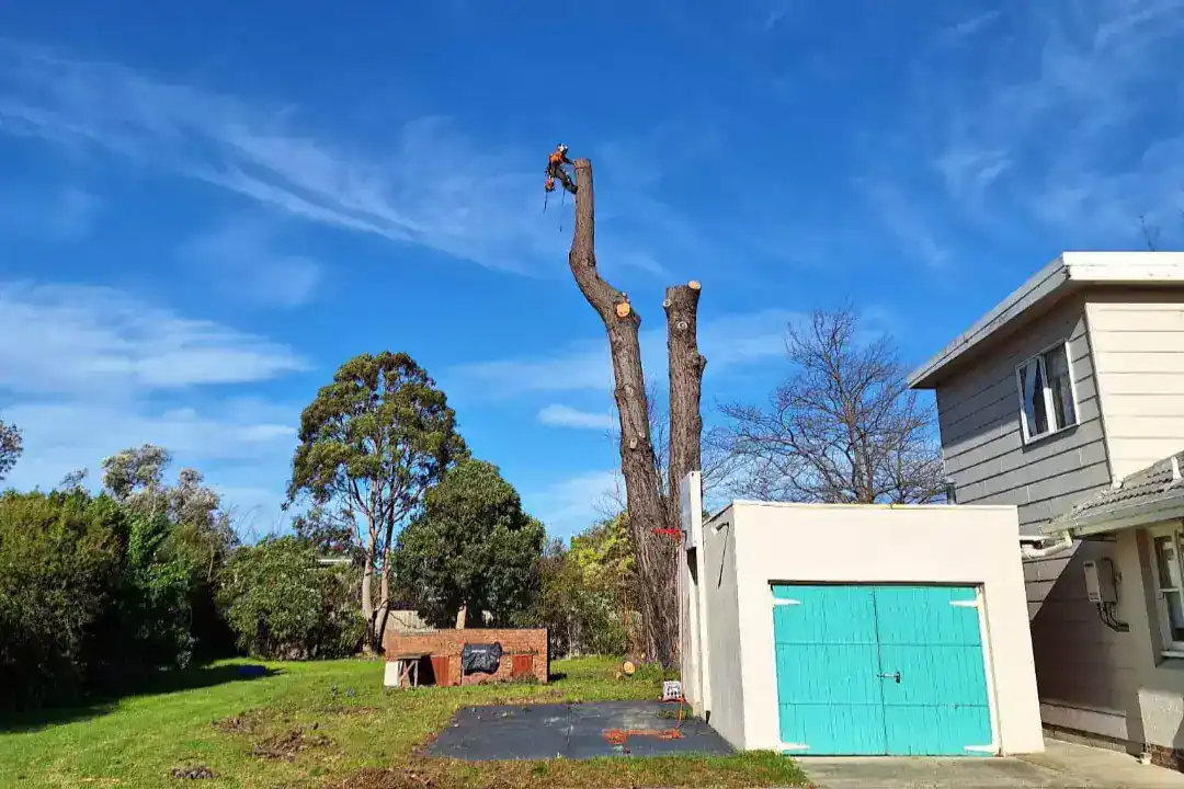 Tree Removal Bentleigh