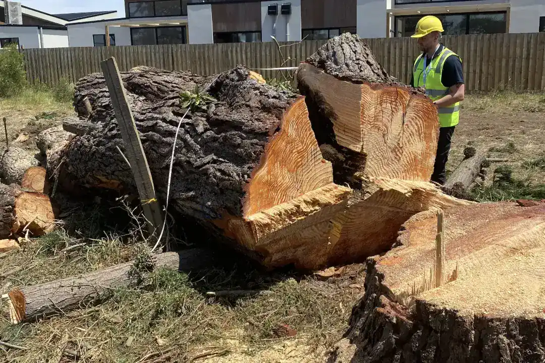 Tree Removal Bentleigh