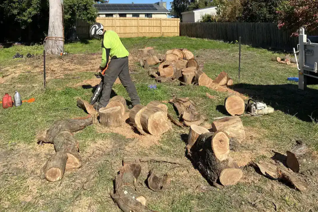 Tree Removal Brighton