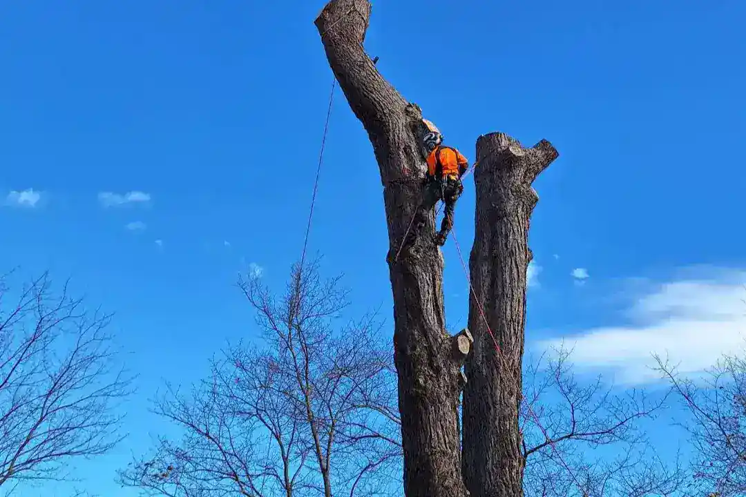 Tree Removal Brighton