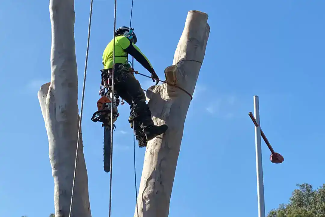 Tree Removal Camberwell