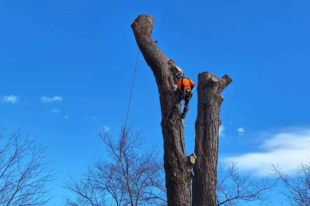 Tree Removal Camberwell