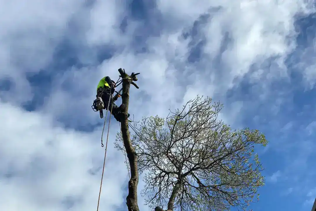 Tree Removal Camberwell