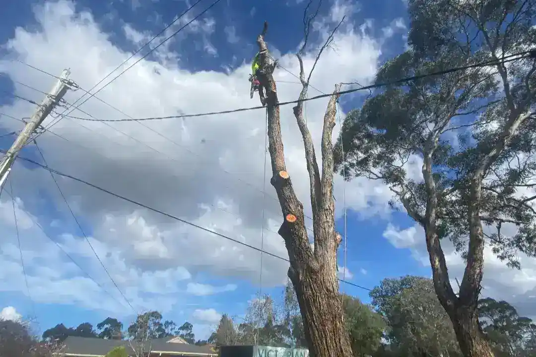 Tree Removal Caulfield