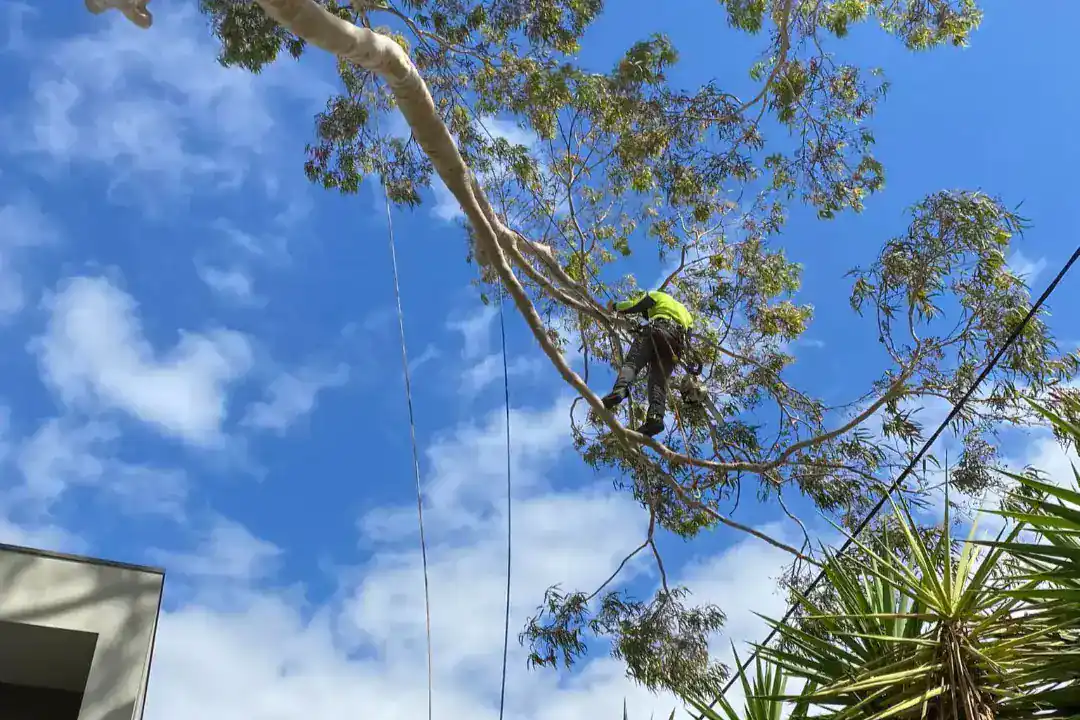 Tree Removal Caulfield