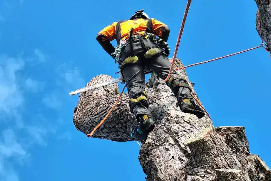 Tree Removal Cheltenham