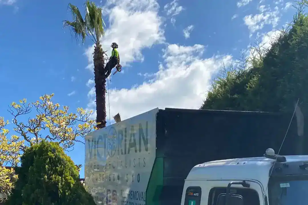 Tree Removal Cheltenham