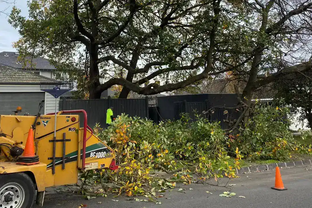 Tree Removal Kew
