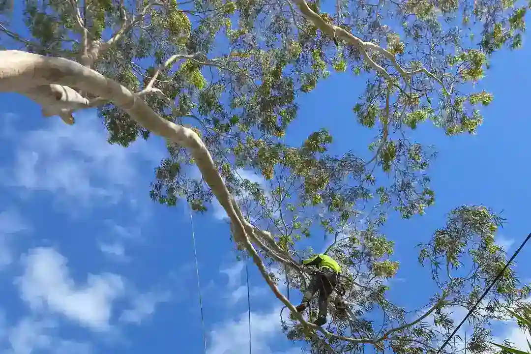 Tree Removal Kew