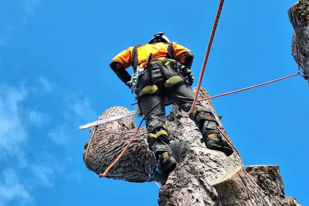 Tree Removal Kew