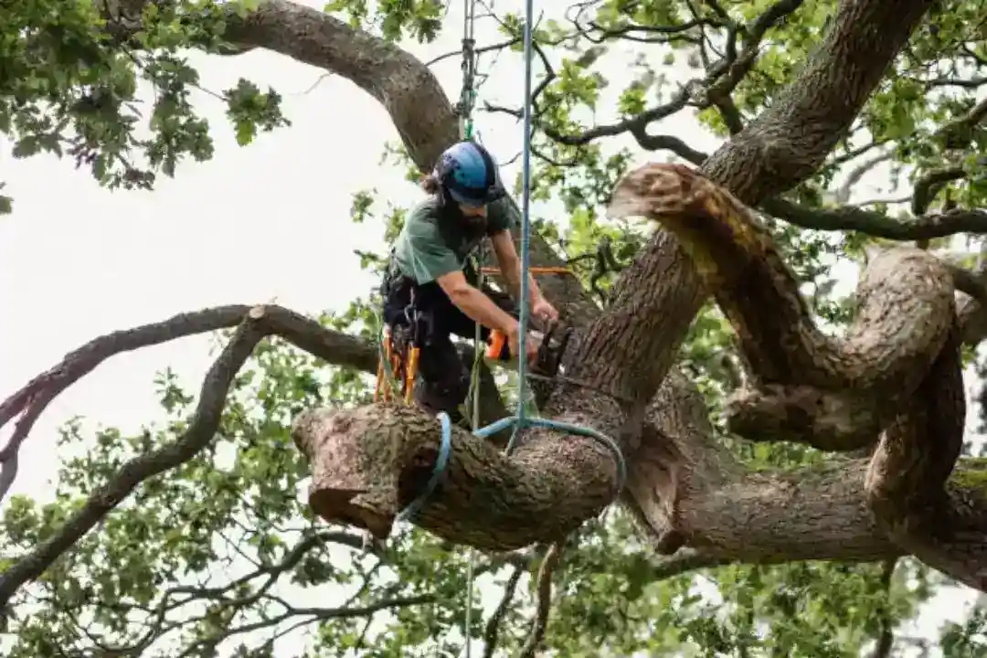 Tree Removal Moorabbin