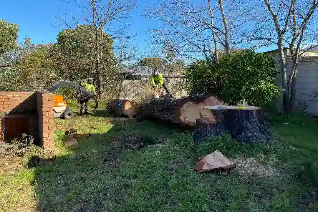 Tree Removal Moorabbin