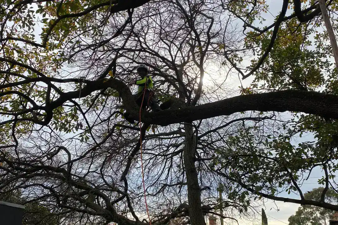 Tree Removal Moorabbin