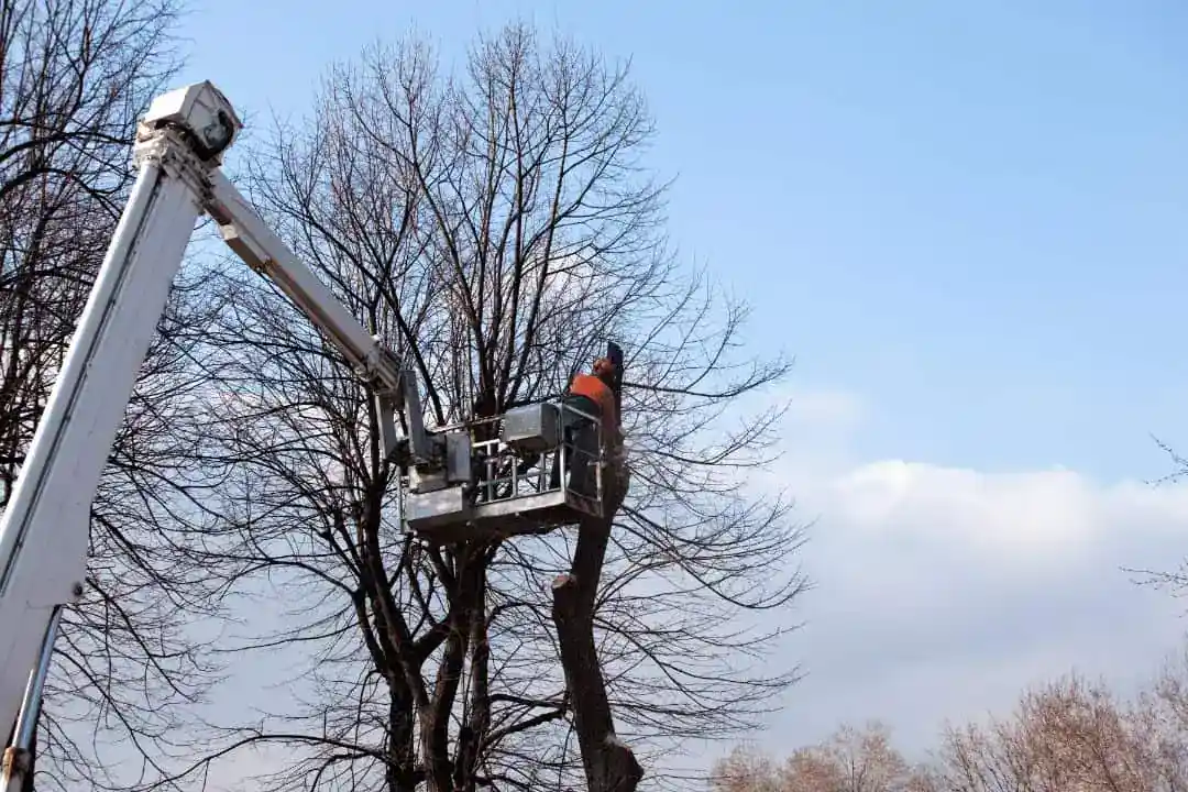 Tree Removal Oakleigh