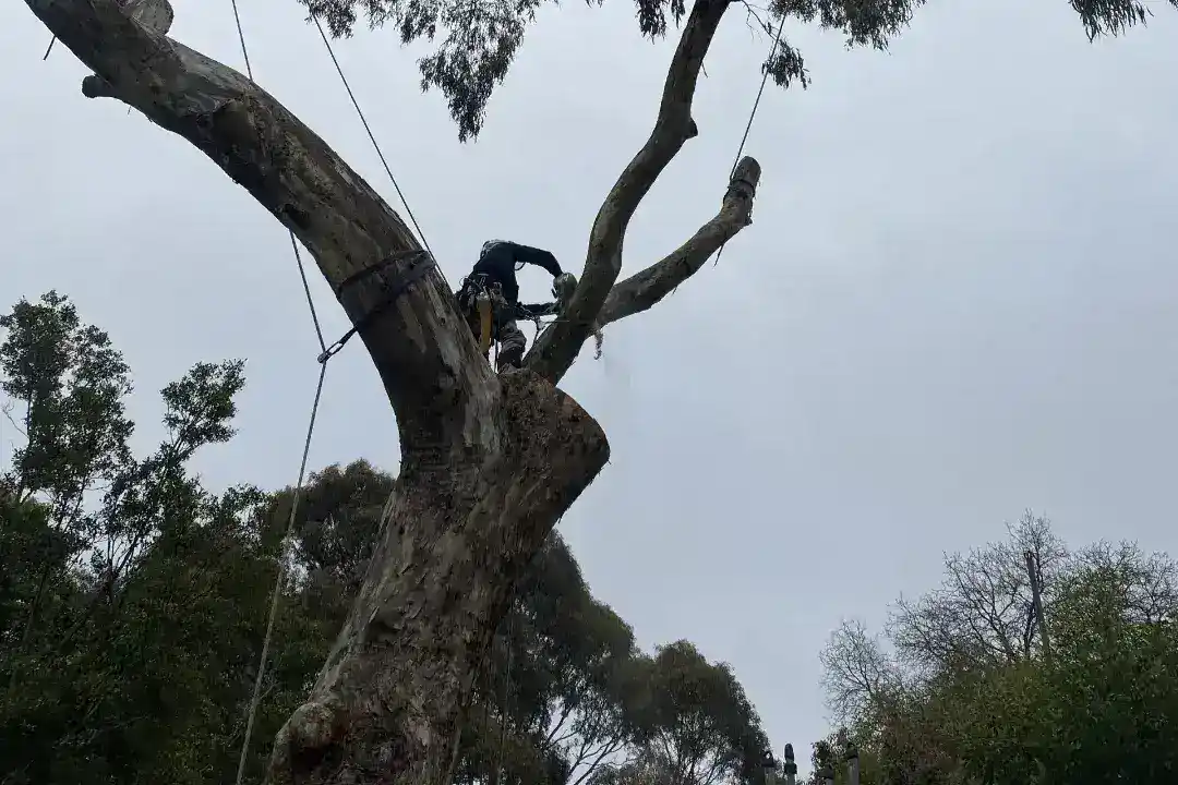 Tree Removal Oakleigh