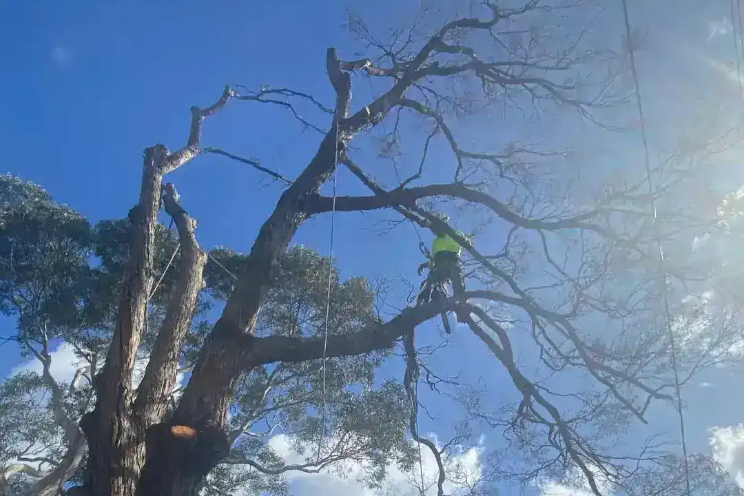 Tree Removal Toorak